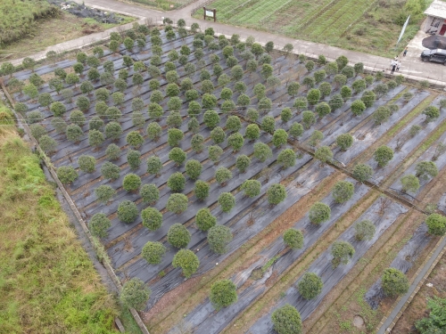 三江壩苗圃基地